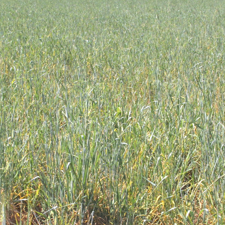 Farmers hesitant to dive into carbon markets